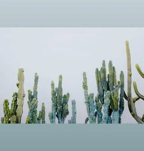 Rosalia プロチーダ